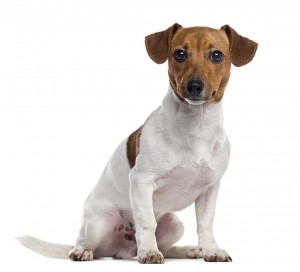 06-jack-russell-terrier