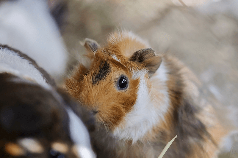 Guinea pig cuddles