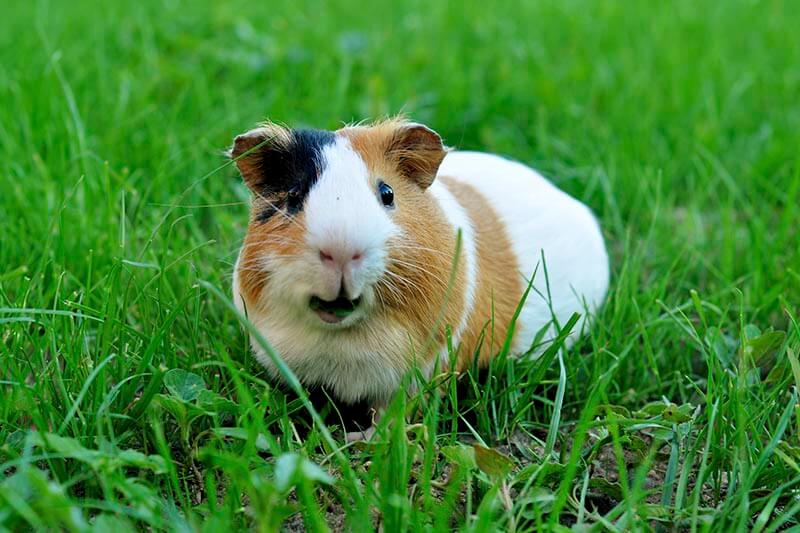 Guinea pig eating grass