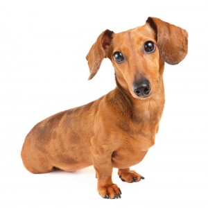 33-dachshund-shorthair