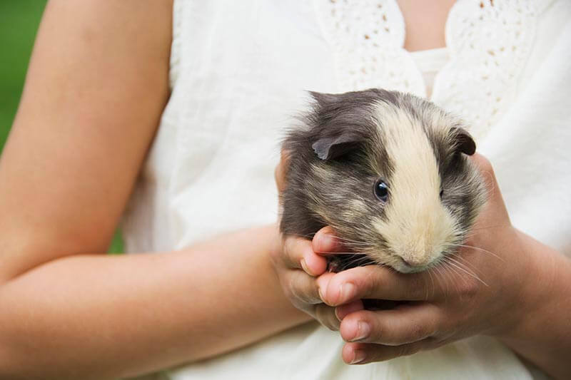 Someone holding a pet Guinea Pig
