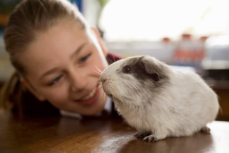 Girl smiling at guinea pig