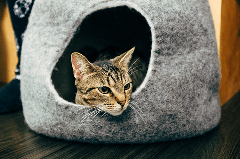 Pet barn cat 2025