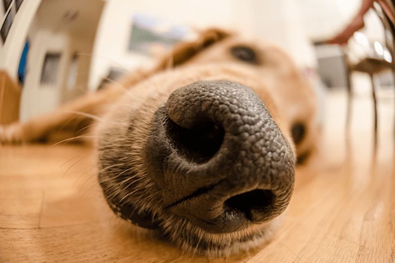 Why Do Dogs Have Whiskers Petbarn Why Do Dogs Have Whiskers Petbarn