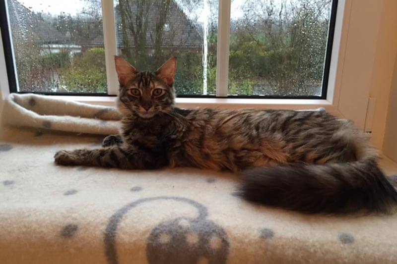 Kali in her favourite seat by the window