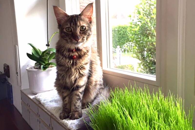 Cat Kaligubmali sits in the window sill