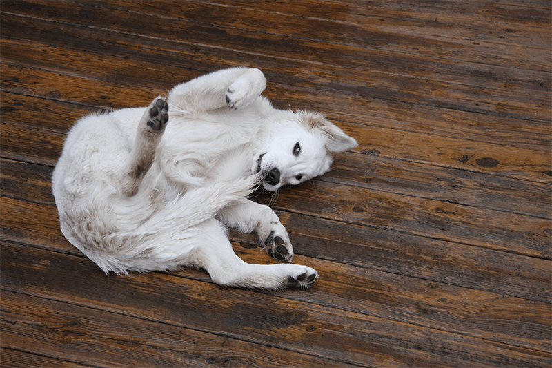 PB279_Petbarn Blog 800x533px