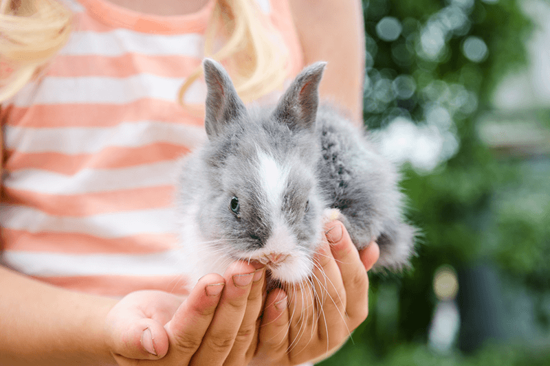 Rabbit water hot sale bottle petbarn