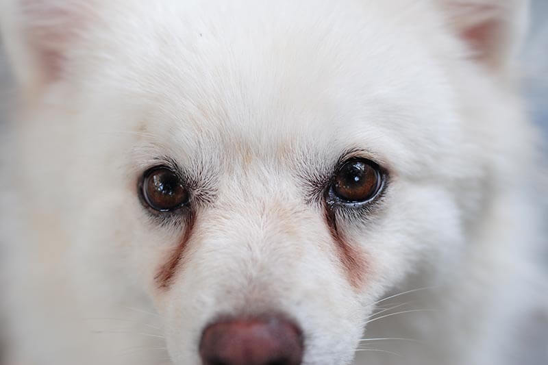 How To Clean The Tear Stains Around My Dog S Eyes Petbarn How To Clean The Tear Stains Around My Dog S Eyes Petbarn