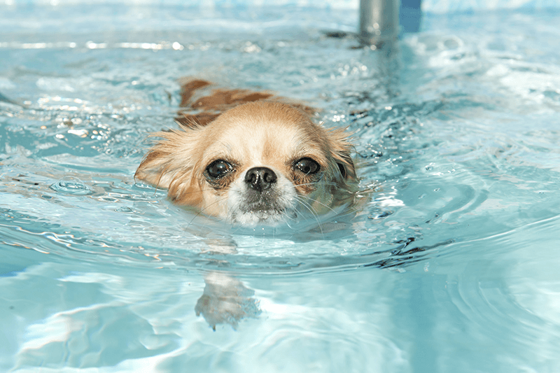 dog swim