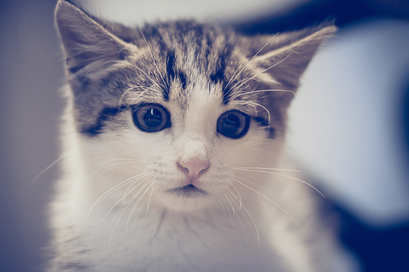 What a scaredy cat! The feline with a PERMANENTLY startled