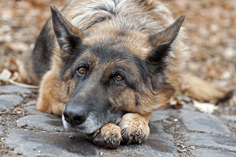lonely dog