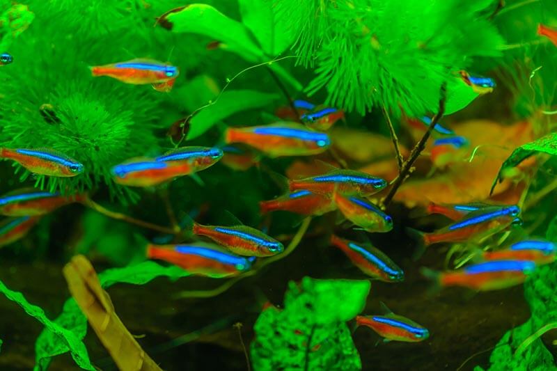 Healthy Fish Tank Water Signs to Look For