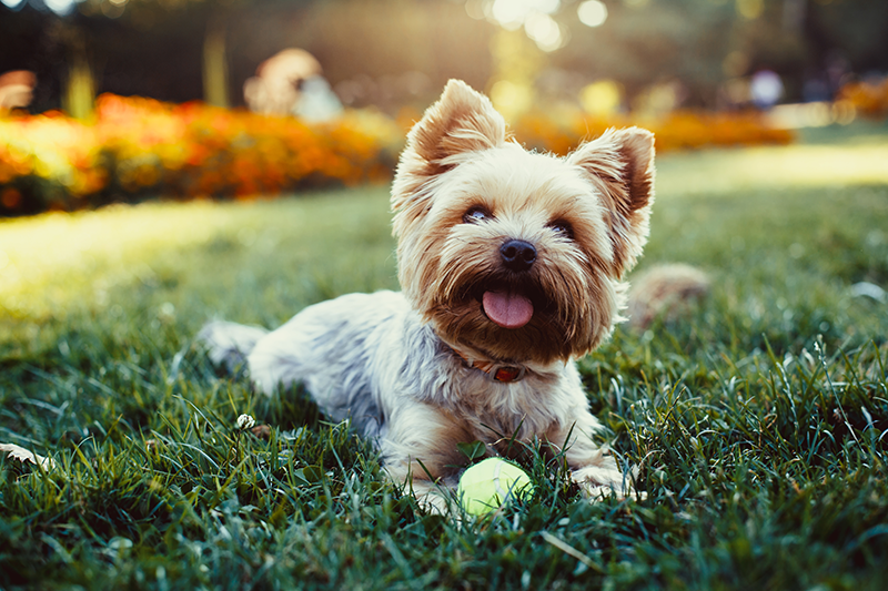 teaching a dog to play fetch