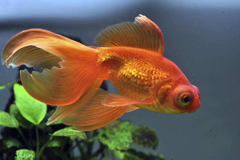 Pisces Lab Goldfish Pellet 190g Petbarn