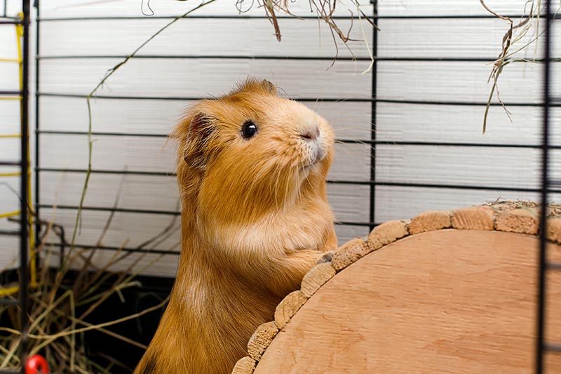 what does a guinea pig do