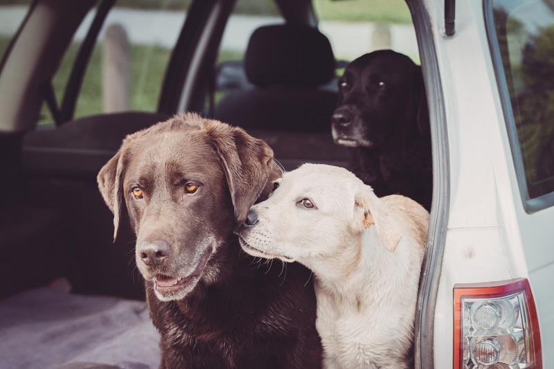 Why Do Dogs Hate Cats—and How Can You Help Them Get Along?