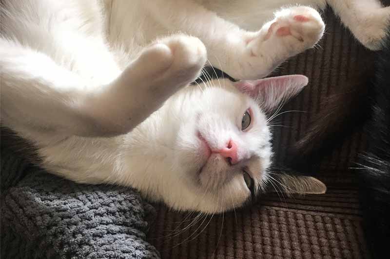 Nickalia cat adoption