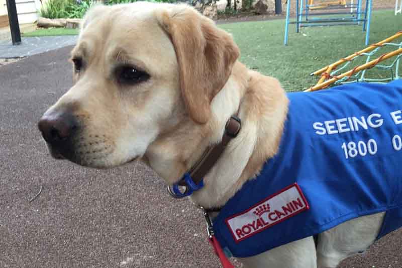 Wila May_Petbarn Blog 800x533px