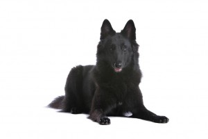 04-belgium-shepherd