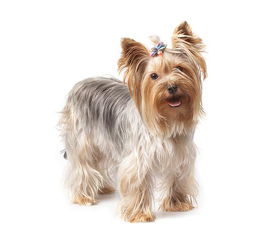 what is a yorkshire terrier used for