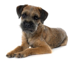 08-border-terrier