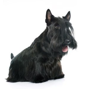 10-scottish-terrier