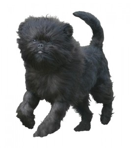 101-affenpinscher