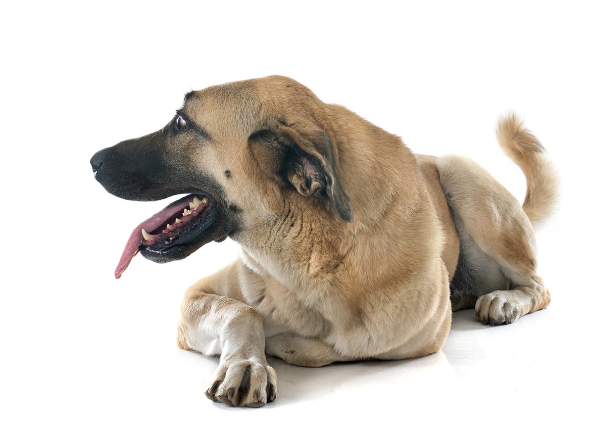 are anatolian shepherd dog hypoallergenic