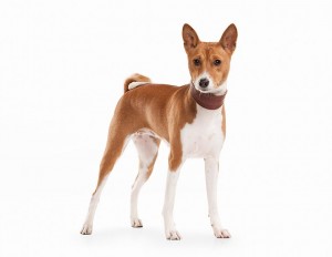 103-basenji