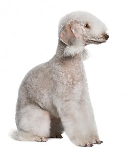 104-bedlington-terrier