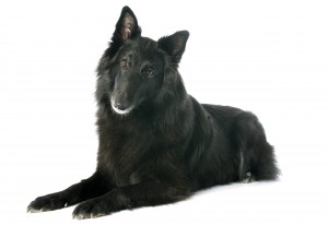 108-belgian-shepherd-groenendael-belgian-sheepdog