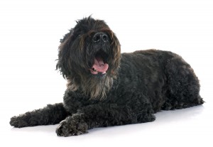 110-bouvier-des-flandres