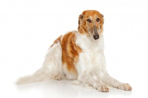111-borzoi