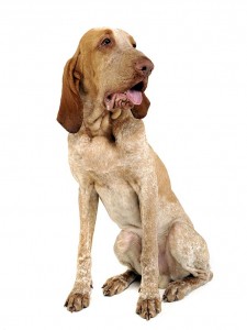 112-bracco-italiano