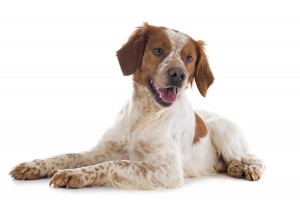 113-brittany-dog