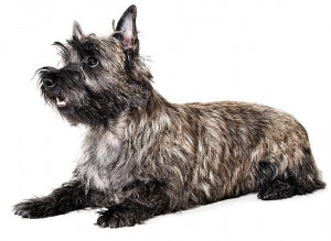 114-cairn-terrier