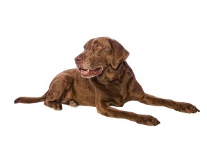 116-chesapeake-bay-retriever