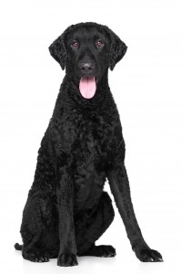 118-curly-coated-retriever