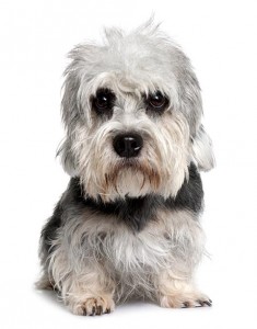 119-dandie-dinmont-terrier