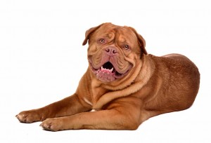 121-dogue-de-bordeaux