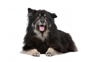 123-finnish-lapphund