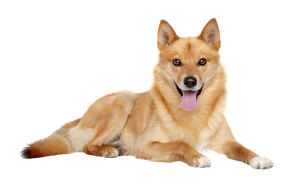 124. Finnish Spitz