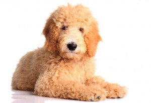 126-goldendoodle