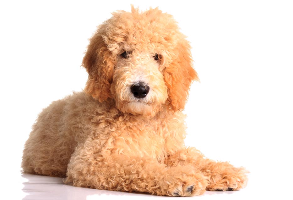 are goldendoodles good family pets