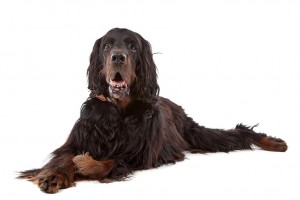 127-gordon-setter