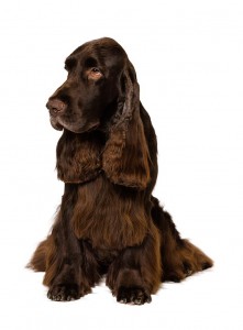 129-field-spaniel