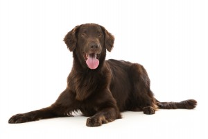 130-flat-coated-retriever