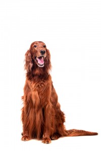 132-irish-setter