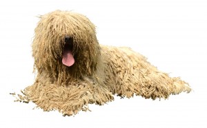 135-komondor